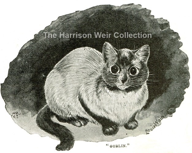 1895 GOBLIN by LW Siamese owned by D of Bedford FB web