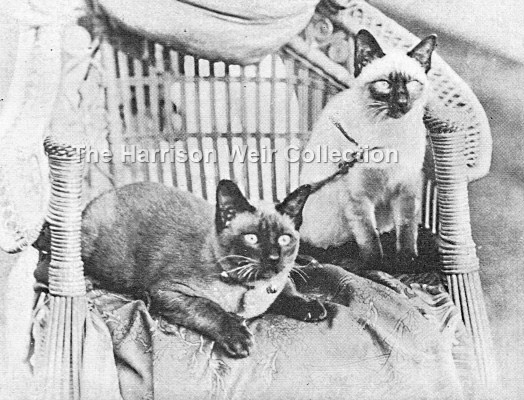 1903 Feb.C A House..Hon.Mrs McL.Morrisons favourite Siamese -web